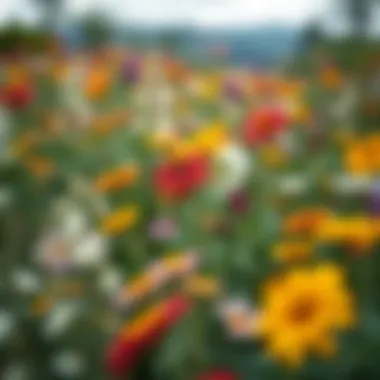 Harmony in Nature: A Landscape of Flowers A serene landscape filled with various flowering plants