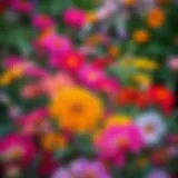 Vibrant blooming flowers in a diverse garden