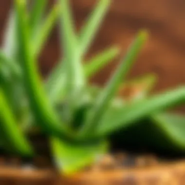 Frequent Mistakes in Aloe Vera Care Common Aloe Vera Mistakes
