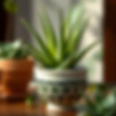 Aloe Vera in Elegant Display A well-maintained Aloe Vera plant in a decorative pot