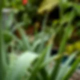 Lush Aloe Vera plants in a garden setting