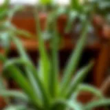 Healthy Aloe Vera Plant