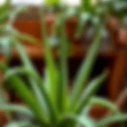 Healthy Aloe Vera Plant