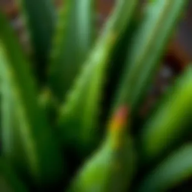 Close-up of Aloe Vera leaves showcasing their texture