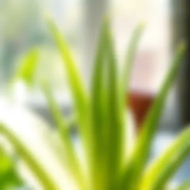 Vibrant Aloe Vera Growth A thriving Aloe Vera plant in a natural sunlight setting