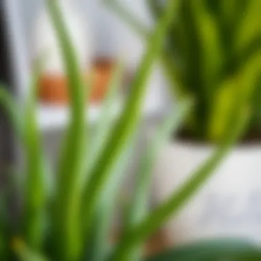 Aloe vera plant showcasing its vibrant leaves