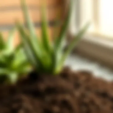 Ideal Soil for Aloe Vera Potting Soil for Aloe Vera