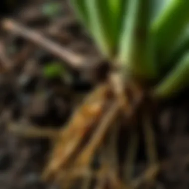 Healthy Root System of Aloe Vera A close-up of Aloe Vera roots and soil moisture