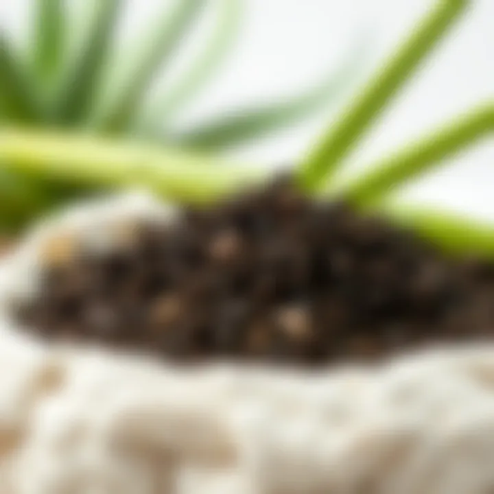 Healthy soil mix ideal for Aloe Vera cultivation