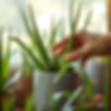 Proper Watering Techniques for Aloe Vera Watering Aloe Vera