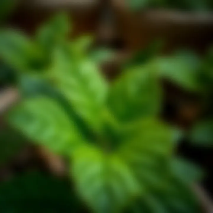 Healthy Atatürk Flower Leaves Close-up of Atatürk flower leaves showcasing healthy growth