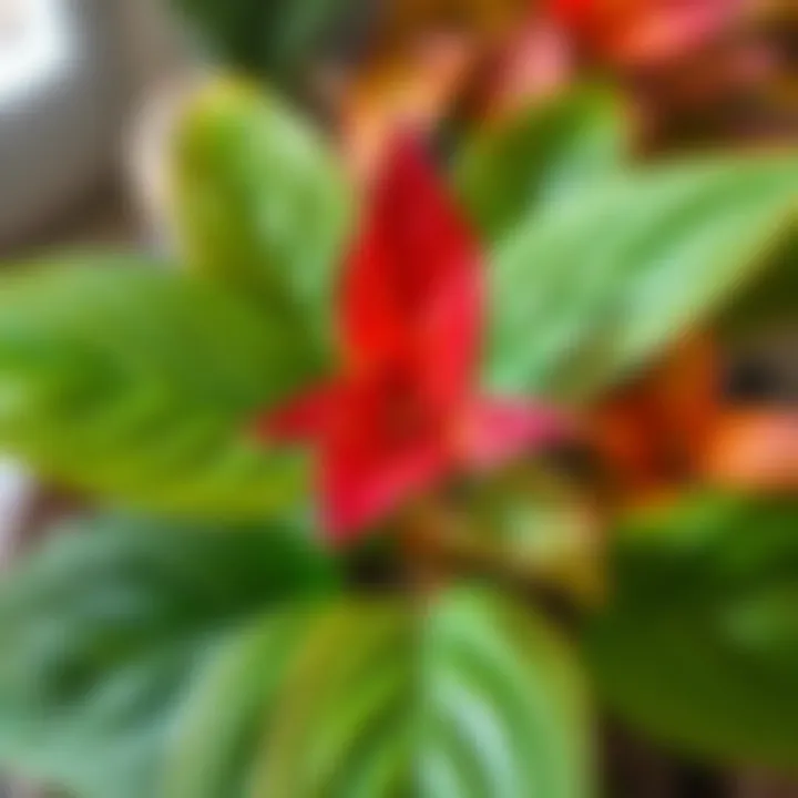 Close-Up of Easy-Care Plant Close-up of a popular easy-care plant showcasing its vibrant leaves