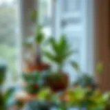 Indoor Plant Arrangement for Serenity A serene indoor plant arrangement enhancing tranquility