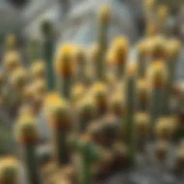 Different types of cacti in a desert landscape