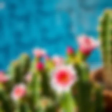 Close-up of cactus flowers in full bloom