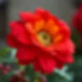 Vibrant Christmas flower in full bloom showcasing its unique colors