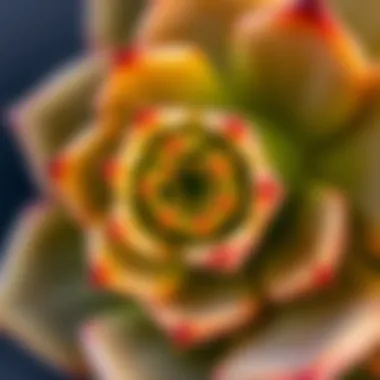 Close-up of succulent flower details