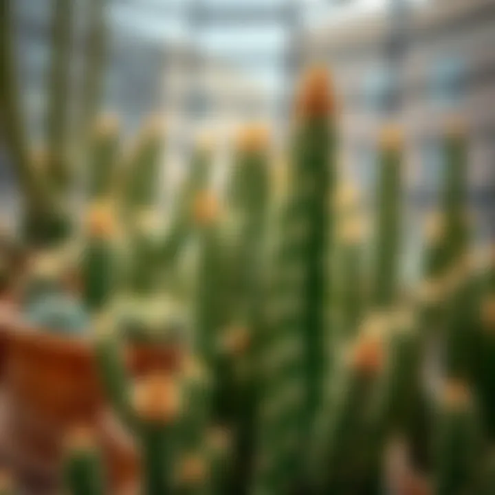 Care tips for giant cacti