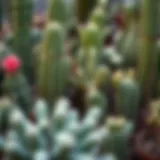 Varieties of giant cacti