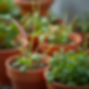 Thriving Fresh Herbs Close-up of fresh herbs thriving in pots