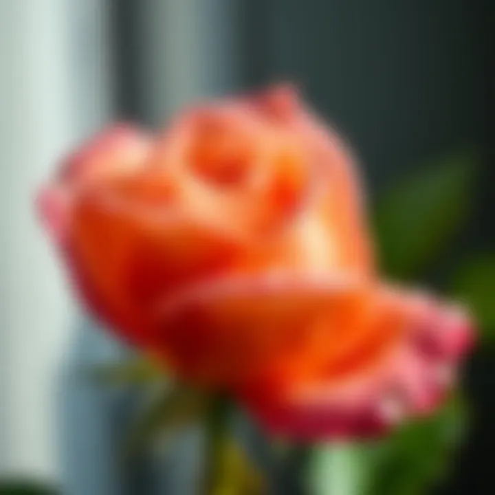 Close-up of a delicate rose with dew drops glistening on its petals