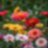 A vibrant garden showcasing diverse flower species in full bloom