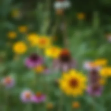 An array of wildflowers in a natural setting, highlighting their unique characteristics