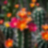 Blooming cactus variety showcasing vibrant flowers