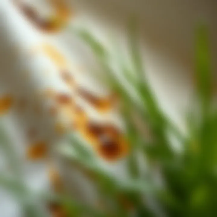 A close-up of grass stains on fabric