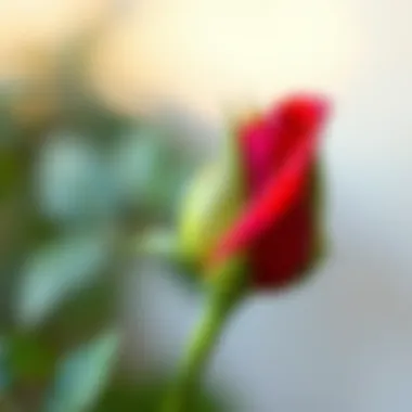 Close-up of a rose bud preparing to blossom
