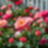 The Beauty of Roses in Bloom Vibrant rose garden in full bloom