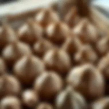 Variety of air-drying clay types