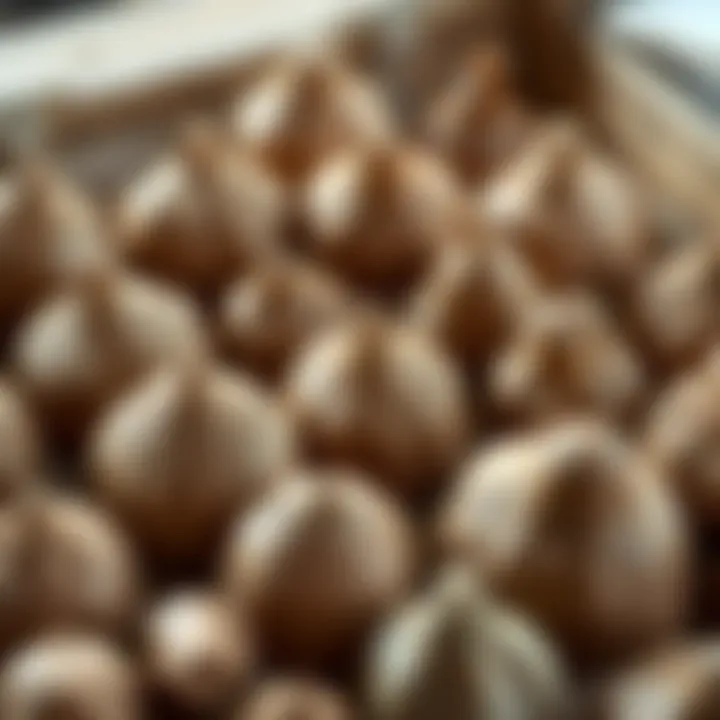 Variety of air-drying clay types