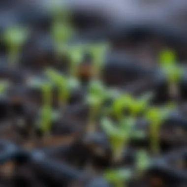 Close-up of healthy winter vegetable seedlings