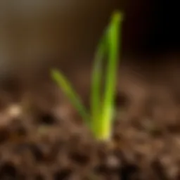 A vibrant onion plant sprouting from rich soil