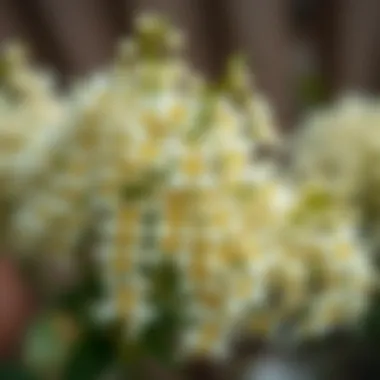 A fresh bundle of linden flowers