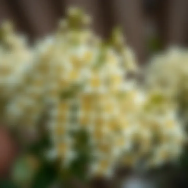 A fresh bundle of linden flowers