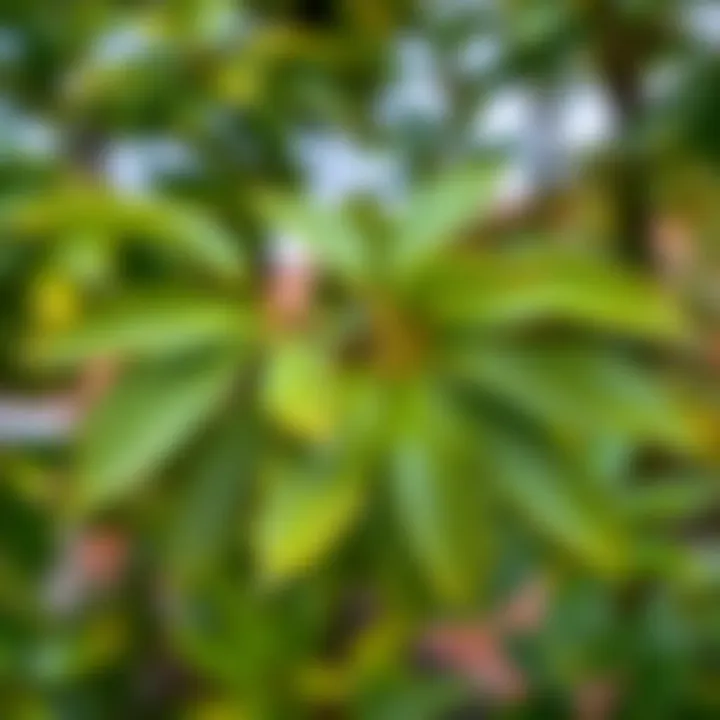 Fresh linden leaves in a garden