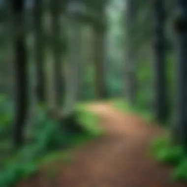 A breathtaking trail leading through vibrant forests perfect for hiking