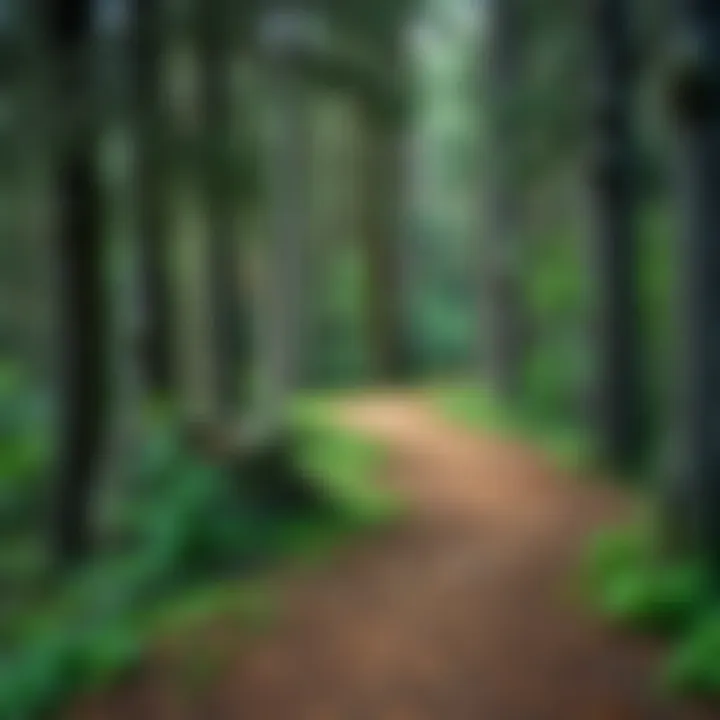 A breathtaking trail leading through vibrant forests perfect for hiking