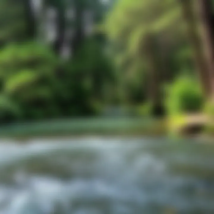 A peaceful river flowing through a forested camping area