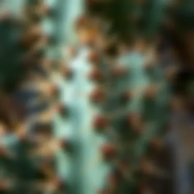Close-up of cactus spines highlighting their intricate texture