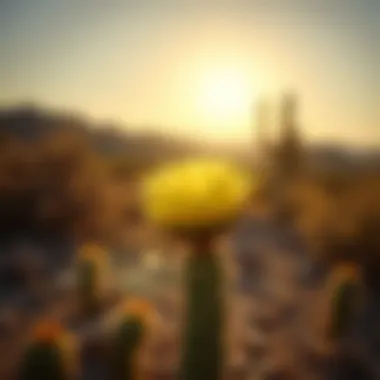 Cactus flower blooming in a desert landscape under sunlight