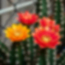 Vibrant cactus flowers in bloom showcasing unique colors