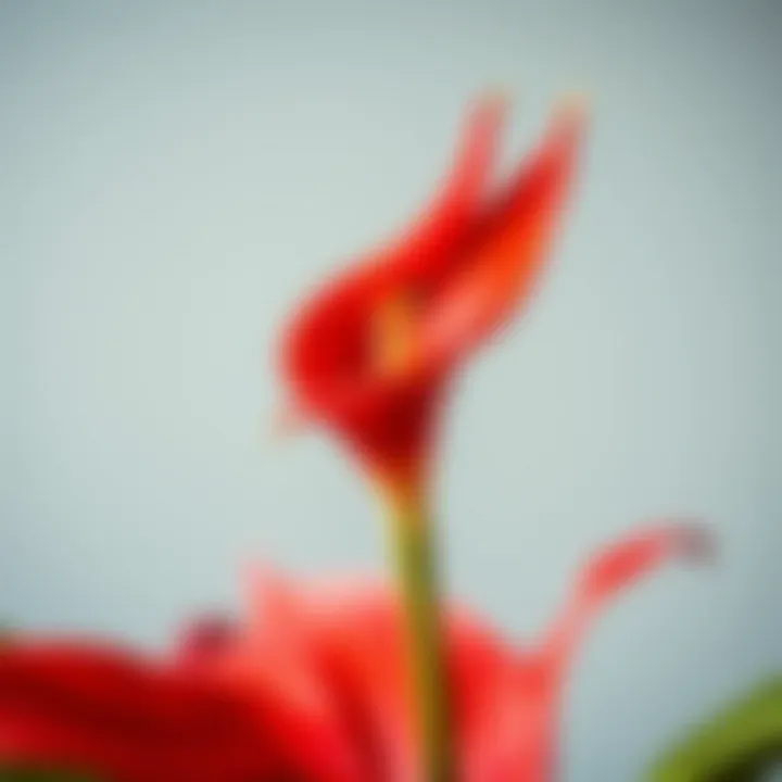 Close-up view of a vibrant red peace lily flower