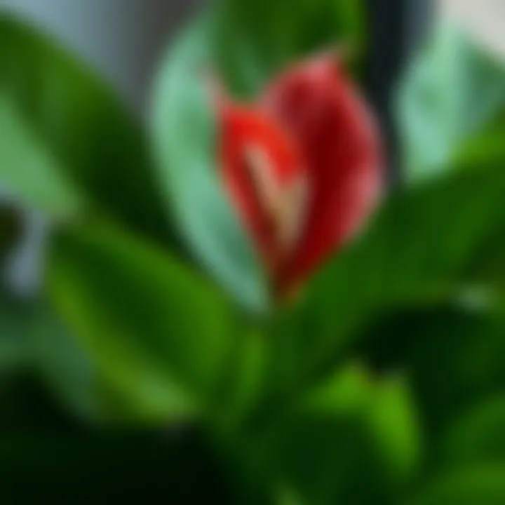 Lush green leaves of the red peace lily plant