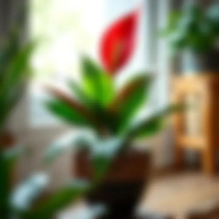 Healthy red peace lily replanting in a decorative pot