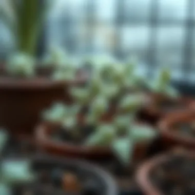 Close-up of frost-resistant plants being nurtured