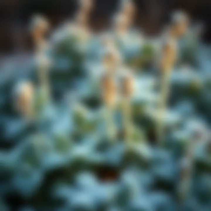 Frost-Resistant Herbs Close-up of frost-resistant herbs in a winter garden