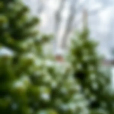 Evergreens in Winter A serene winter scene with evergreen plants